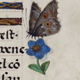 Illustration for article titled These Medieval Insects Might Give You The Creepy Crawlies